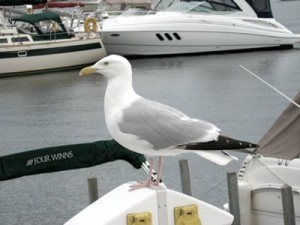 seagull-perched-on-boat